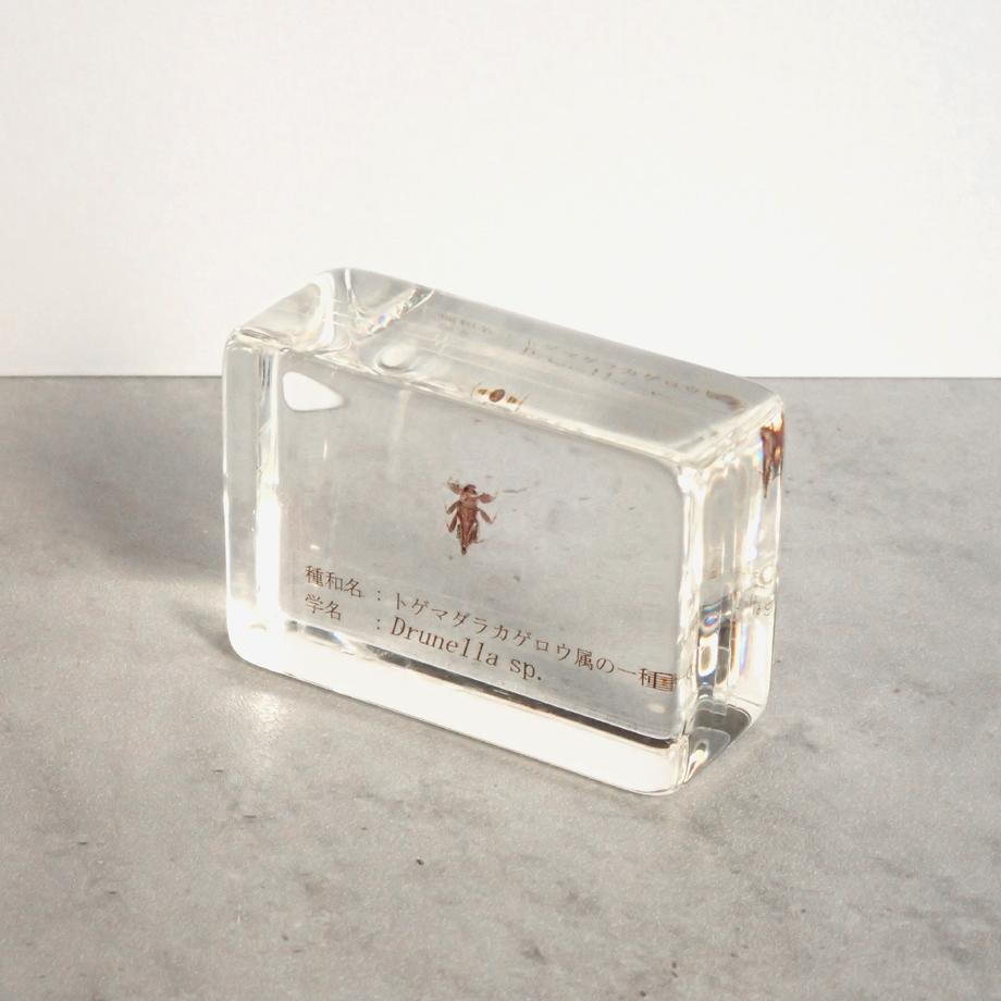 トゲマダラカゲロウ属の一種樹脂封入標本 S (木製標本箱入り) | 12枚目