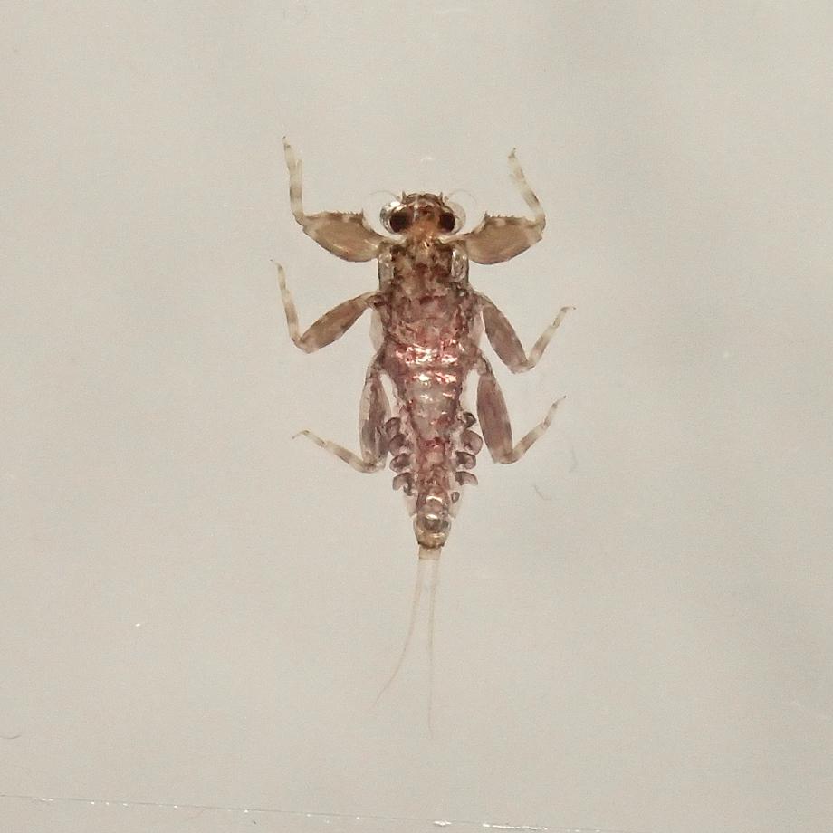 トゲマダラカゲロウ属の一種樹脂封入標本 S (木製標本箱入り) | 13枚目