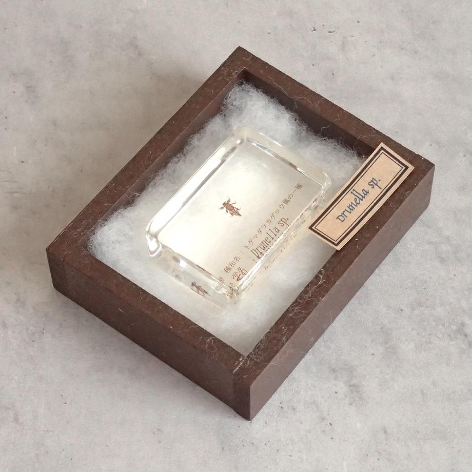 トゲマダラカゲロウ属の一種樹脂封入標本 S (木製標本箱入り) | 15枚目