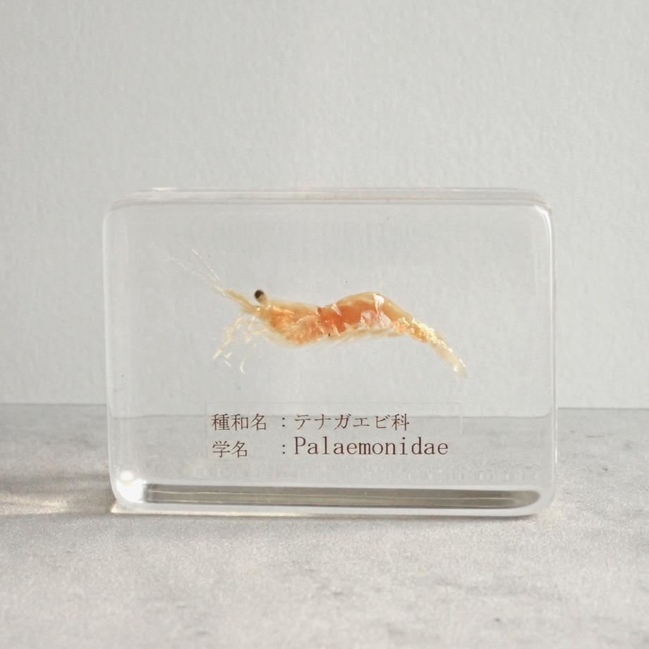 テナガエビ科の一種樹脂封入標本 S (木製標本箱入り)