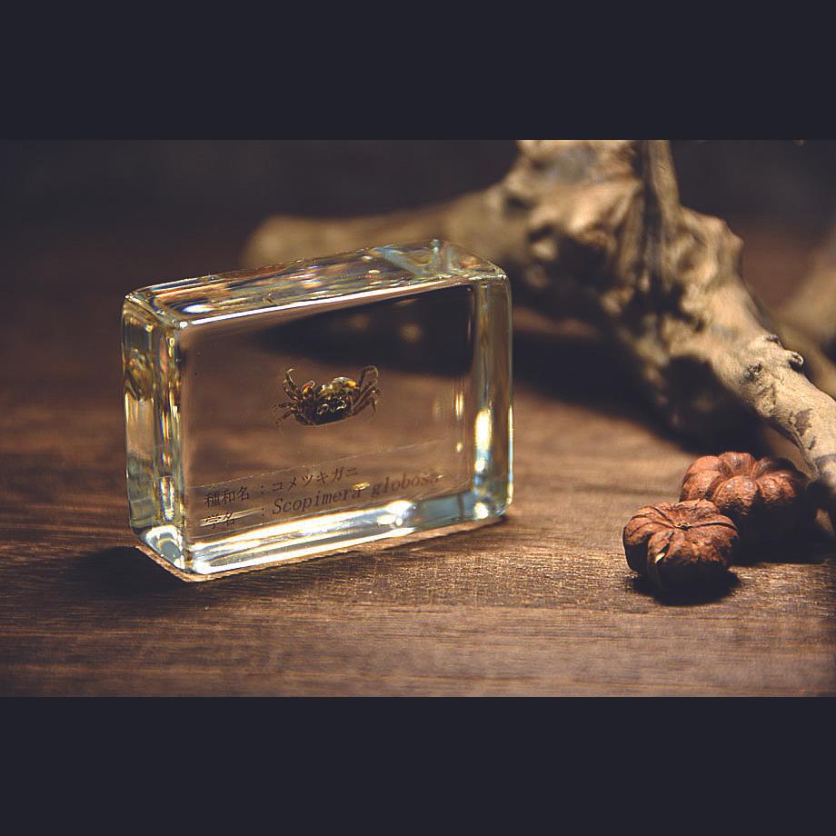 コメツキガニ樹脂封入標本 S (木製標本箱入り) | 18枚目