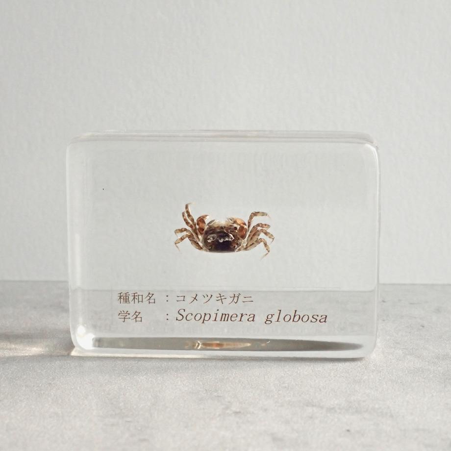 コメツキガニ樹脂封入標本 S (木製標本箱入り) | 5枚目