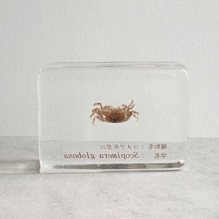 コメツキガニ樹脂封入標本 S (木製標本箱入り) | 6枚目
