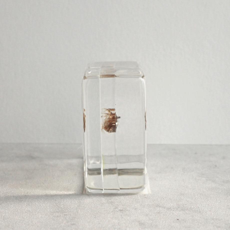 コメツキガニ樹脂封入標本 S (木製標本箱入り) | 7枚目