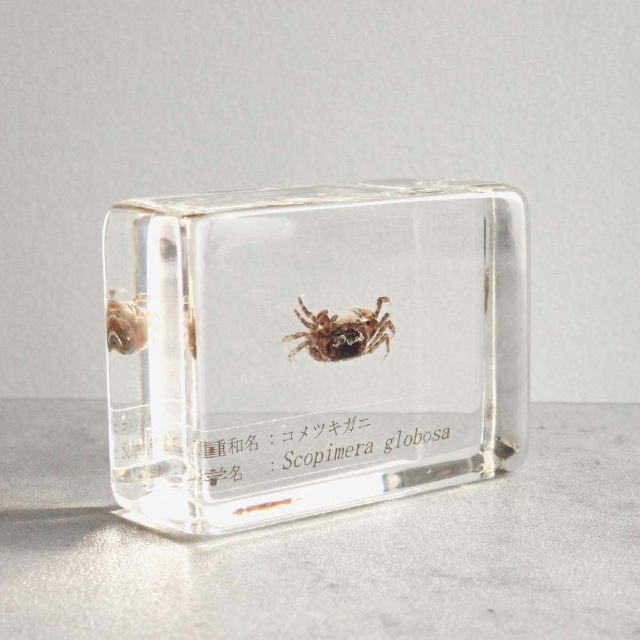 コメツキガニ樹脂封入標本 S (木製標本箱入り) | 8枚目