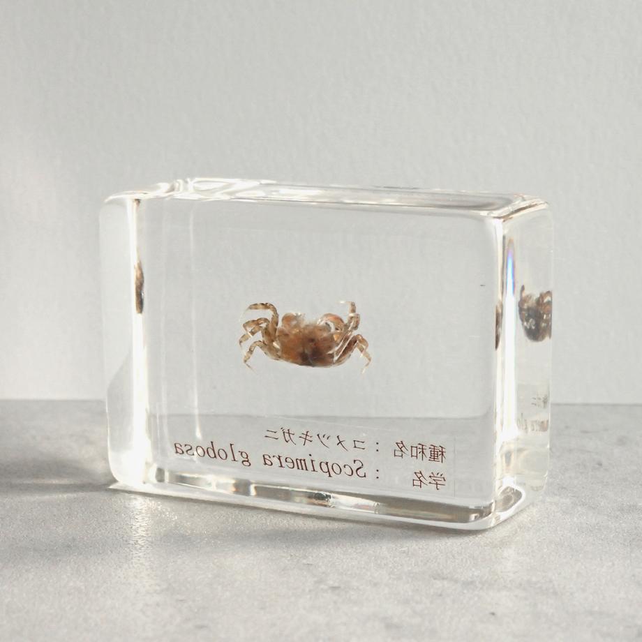 コメツキガニ樹脂封入標本 S (木製標本箱入り) | 9枚目