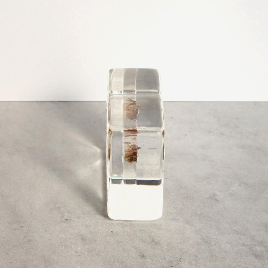 コメツキガニ樹脂封入標本 S (木製標本箱入り) | 10枚目