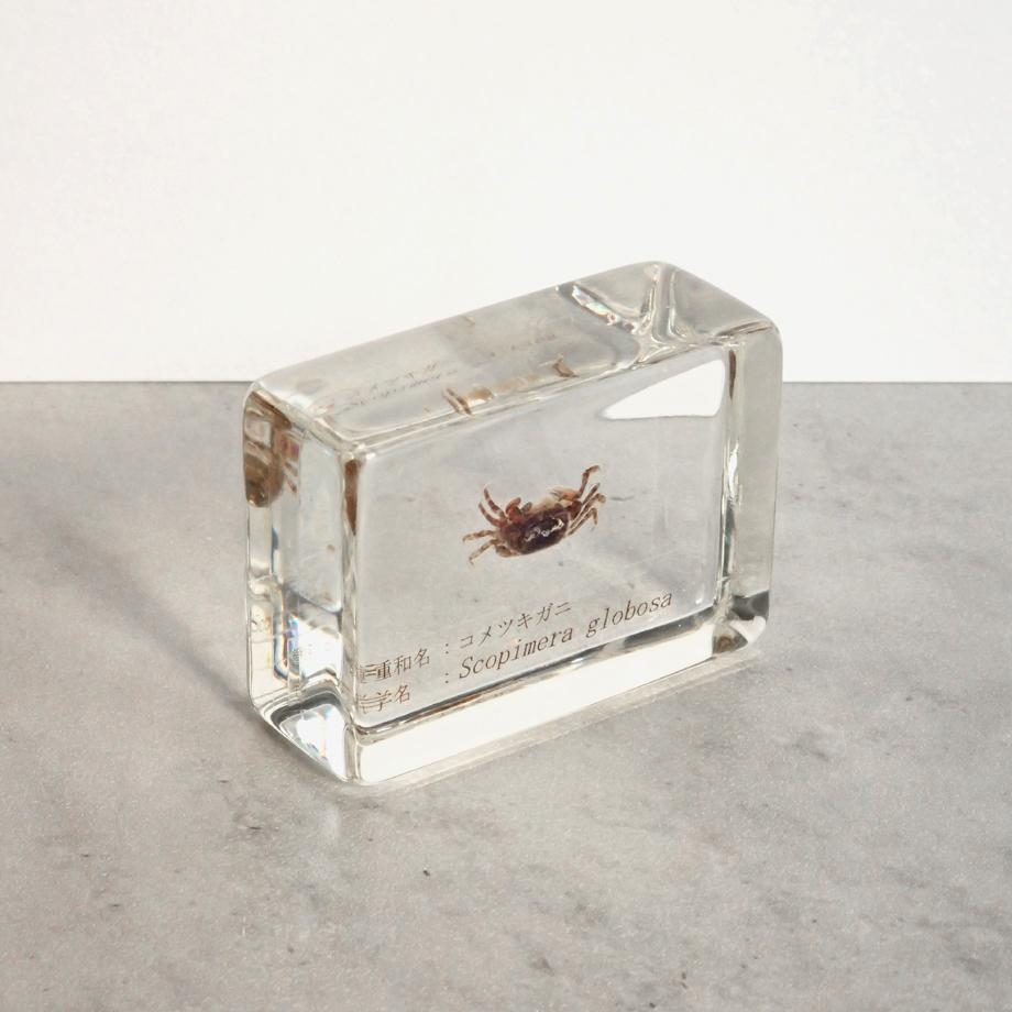 コメツキガニ樹脂封入標本 S (木製標本箱入り) | 11枚目