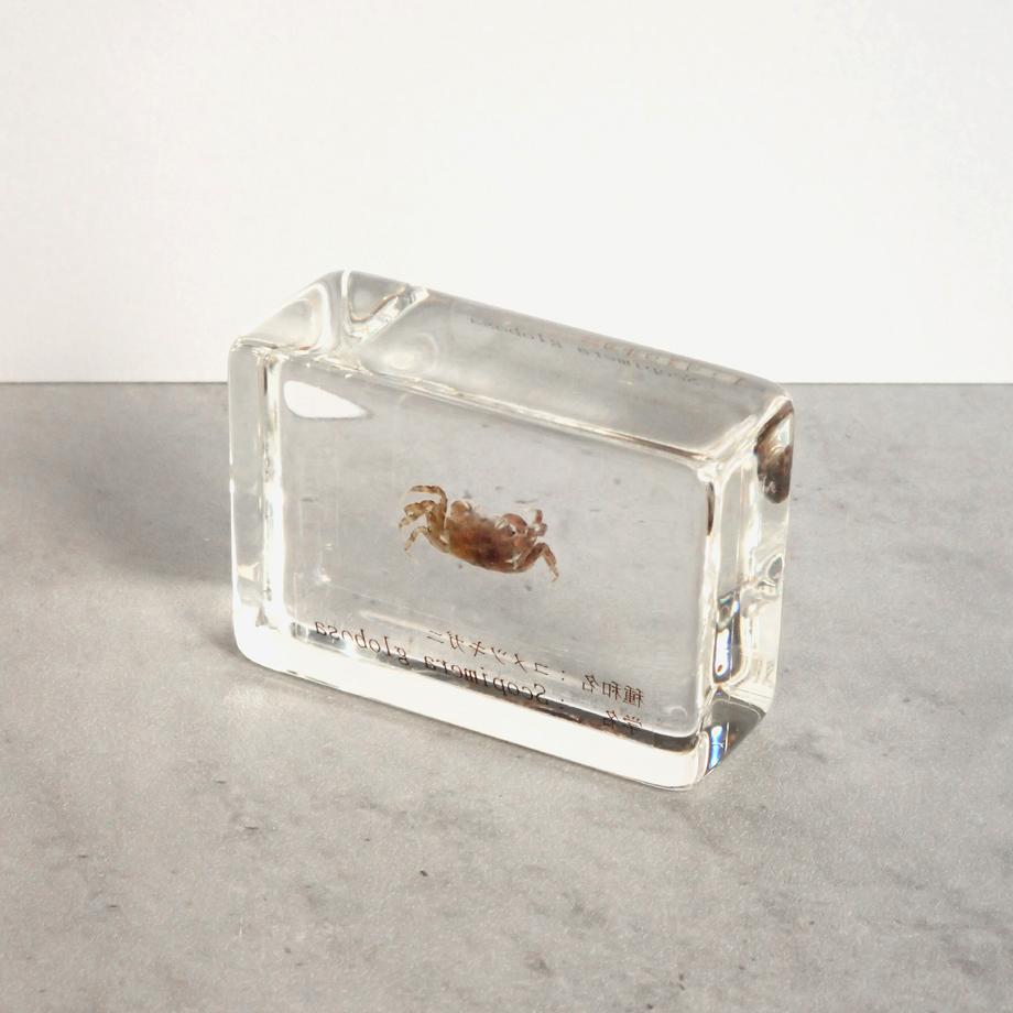 コメツキガニ樹脂封入標本 S (木製標本箱入り) | 12枚目