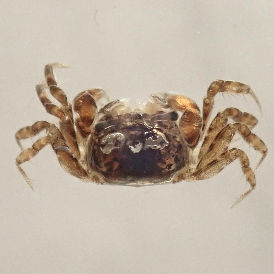 コメツキガニ樹脂封入標本 S (木製標本箱入り) | 13枚目