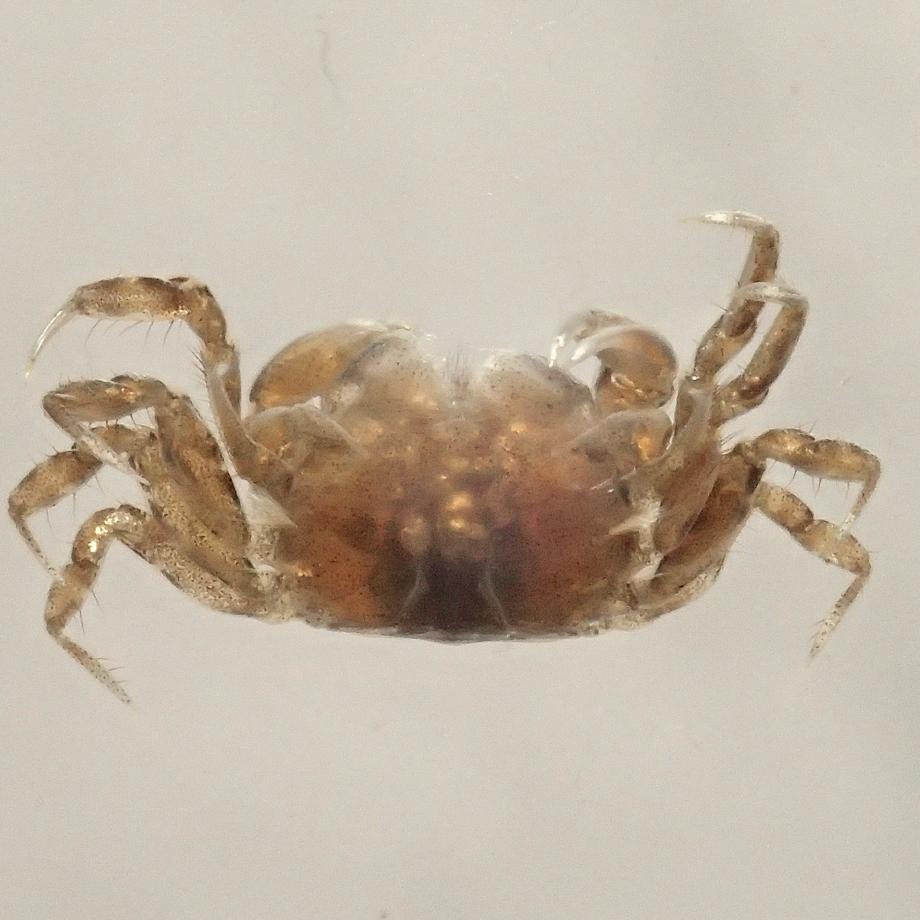 コメツキガニ樹脂封入標本 S (木製標本箱入り) | 14枚目