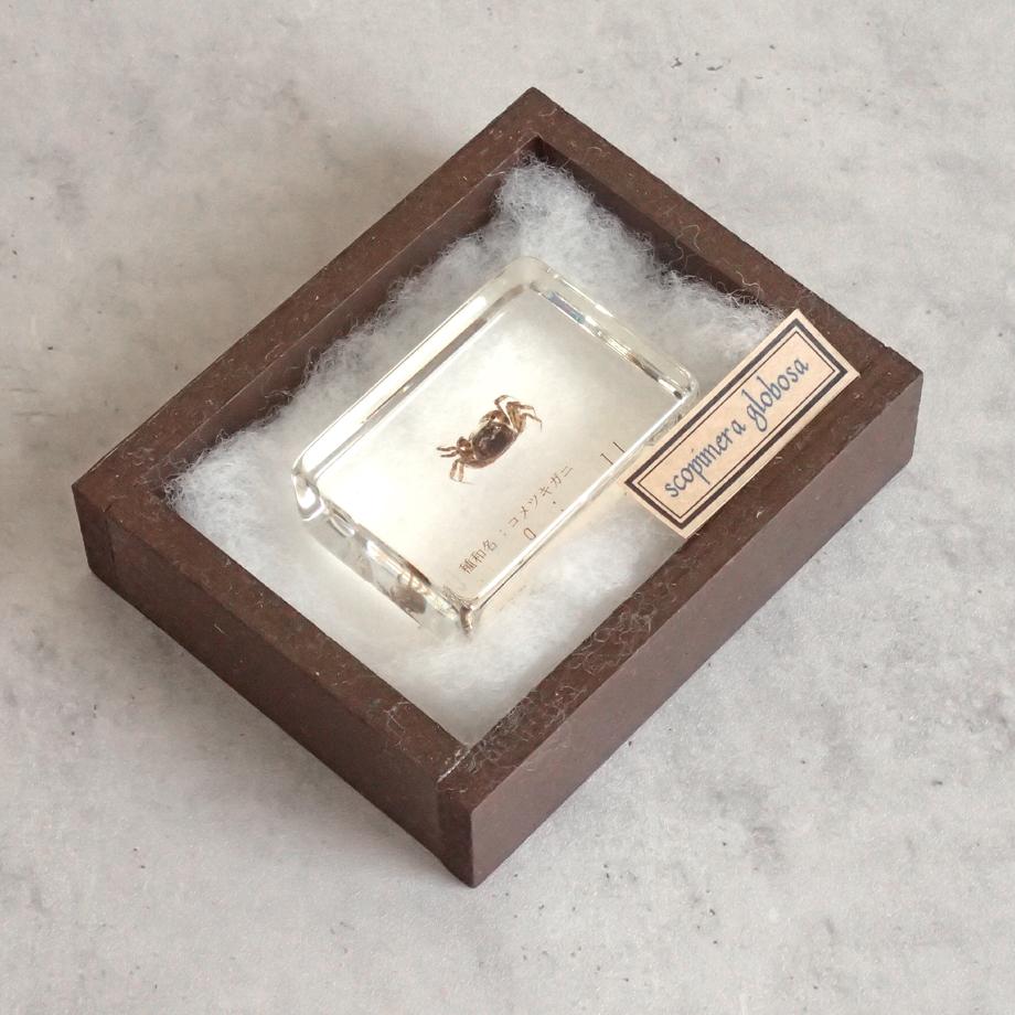 コメツキガニ樹脂封入標本 S (木製標本箱入り) | 15枚目