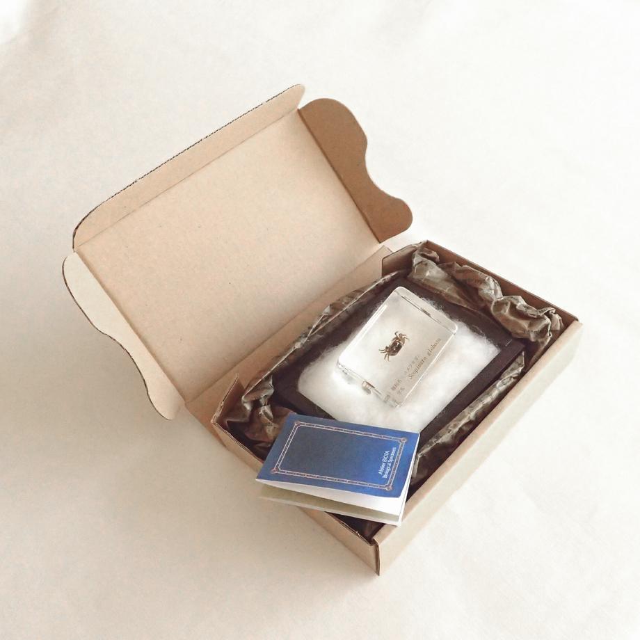 コメツキガニ樹脂封入標本 S (木製標本箱入り) | 16枚目