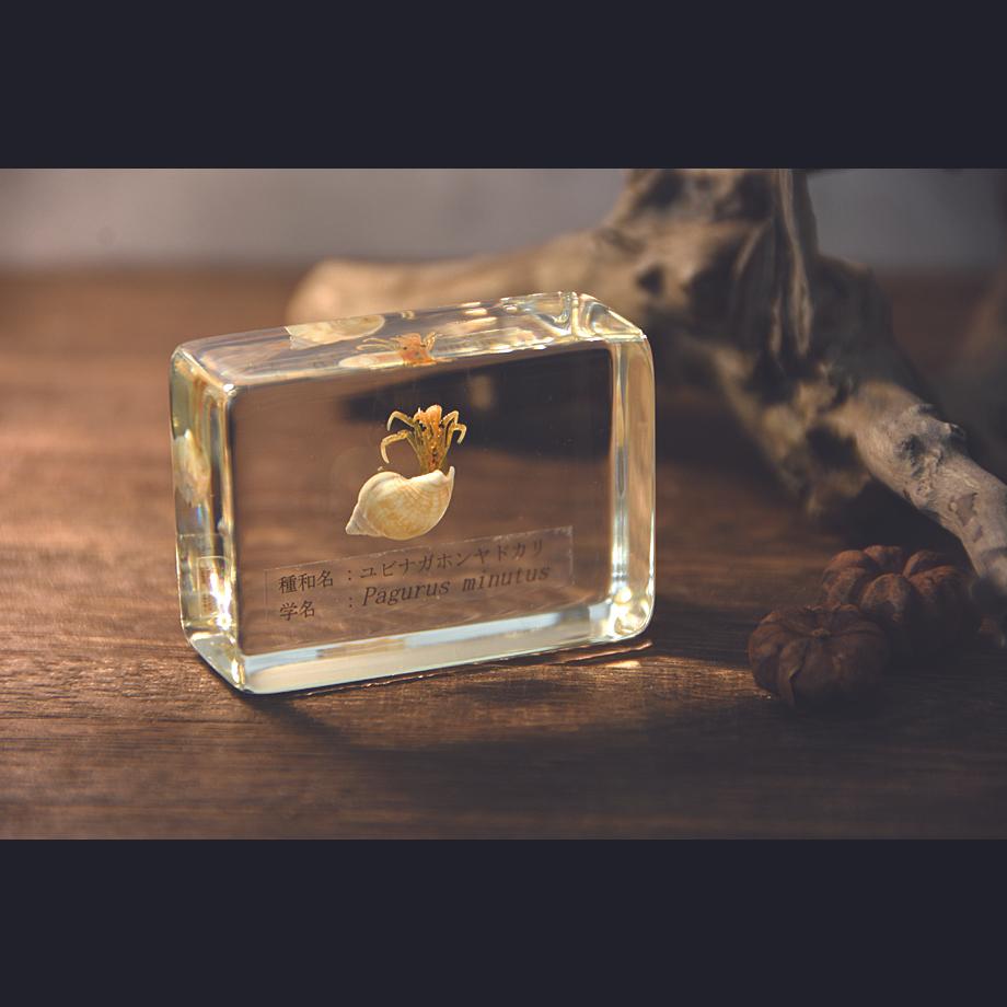 ユビナガホンヤドカリ樹脂封入標本 S (木製標本箱入り) | 18枚目