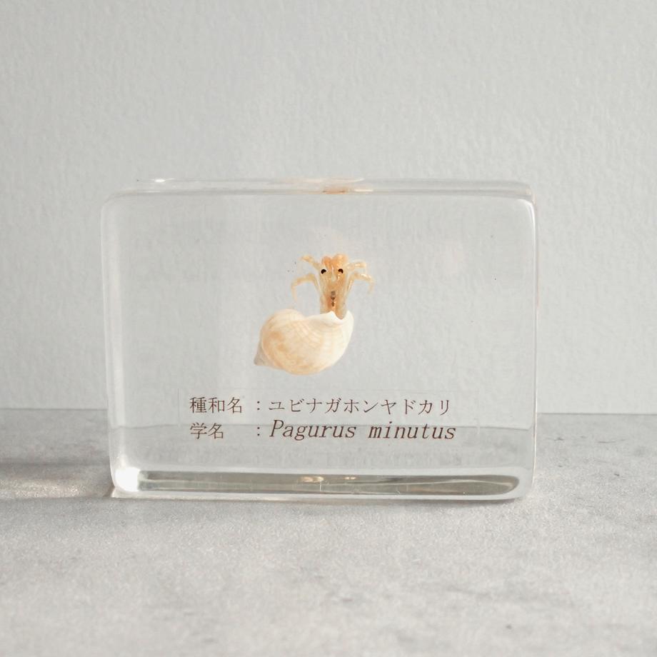 ユビナガホンヤドカリ樹脂封入標本 S (木製標本箱入り) | 5枚目