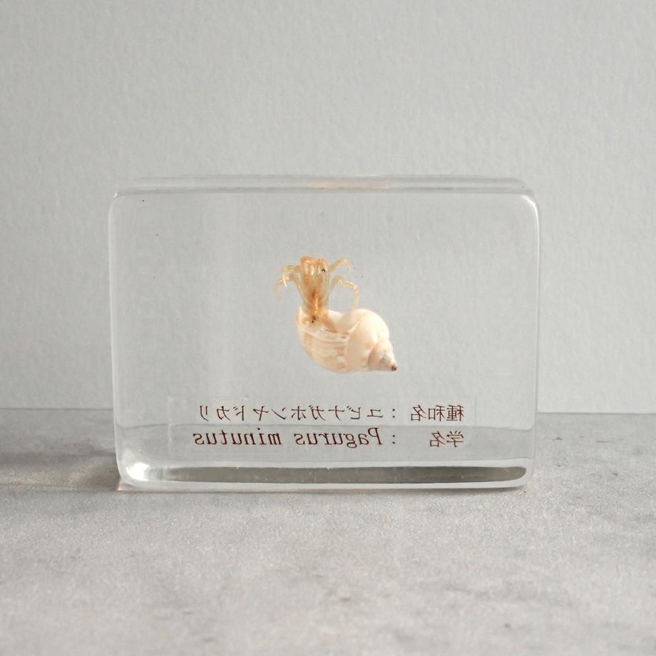 ユビナガホンヤドカリ樹脂封入標本 S (木製標本箱入り) | 6枚目