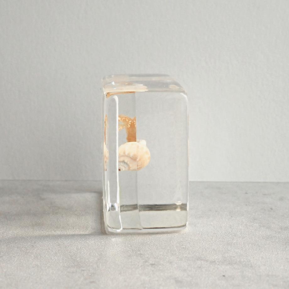 ユビナガホンヤドカリ樹脂封入標本 S (木製標本箱入り) | 7枚目