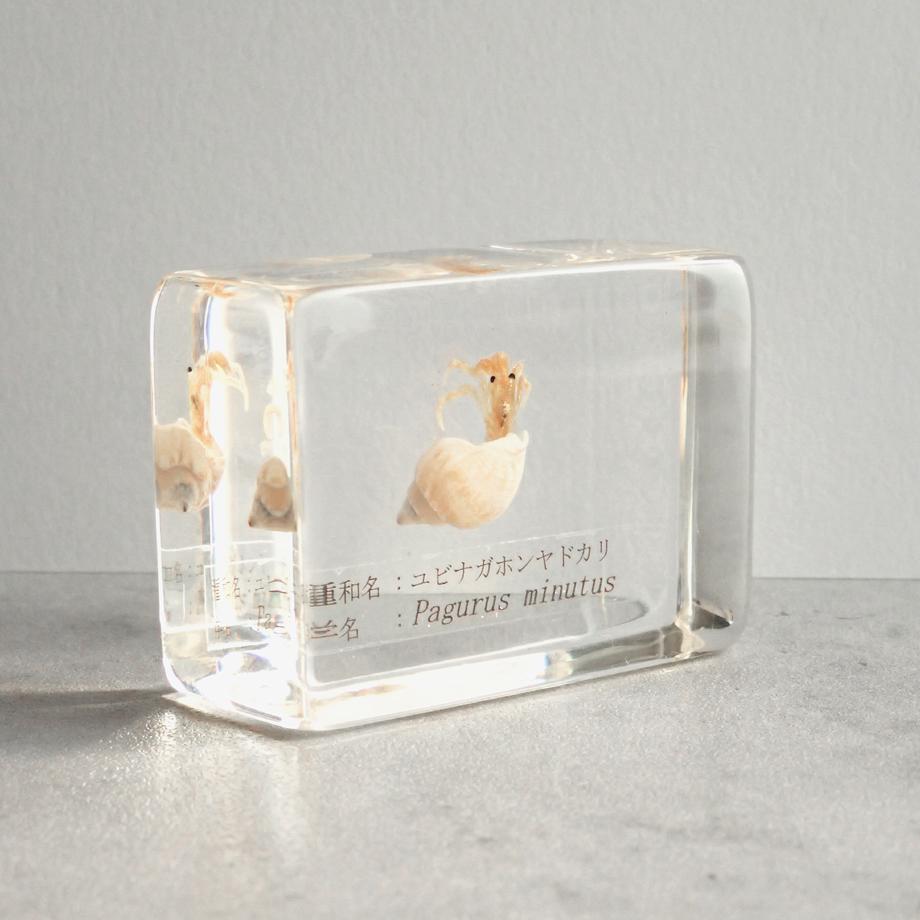 ユビナガホンヤドカリ樹脂封入標本 S (木製標本箱入り) | 8枚目
