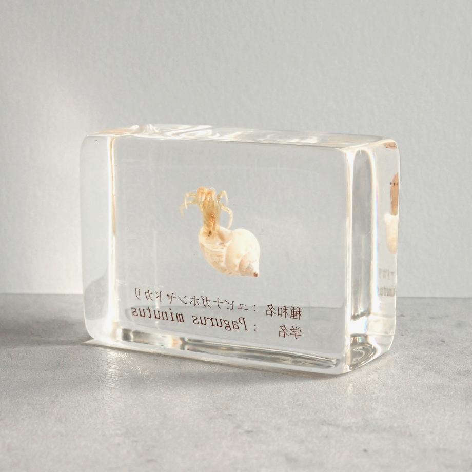 ユビナガホンヤドカリ樹脂封入標本 S (木製標本箱入り) | 9枚目