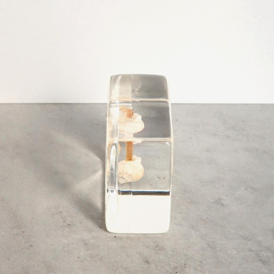 ユビナガホンヤドカリ樹脂封入標本 S (木製標本箱入り) | 10枚目