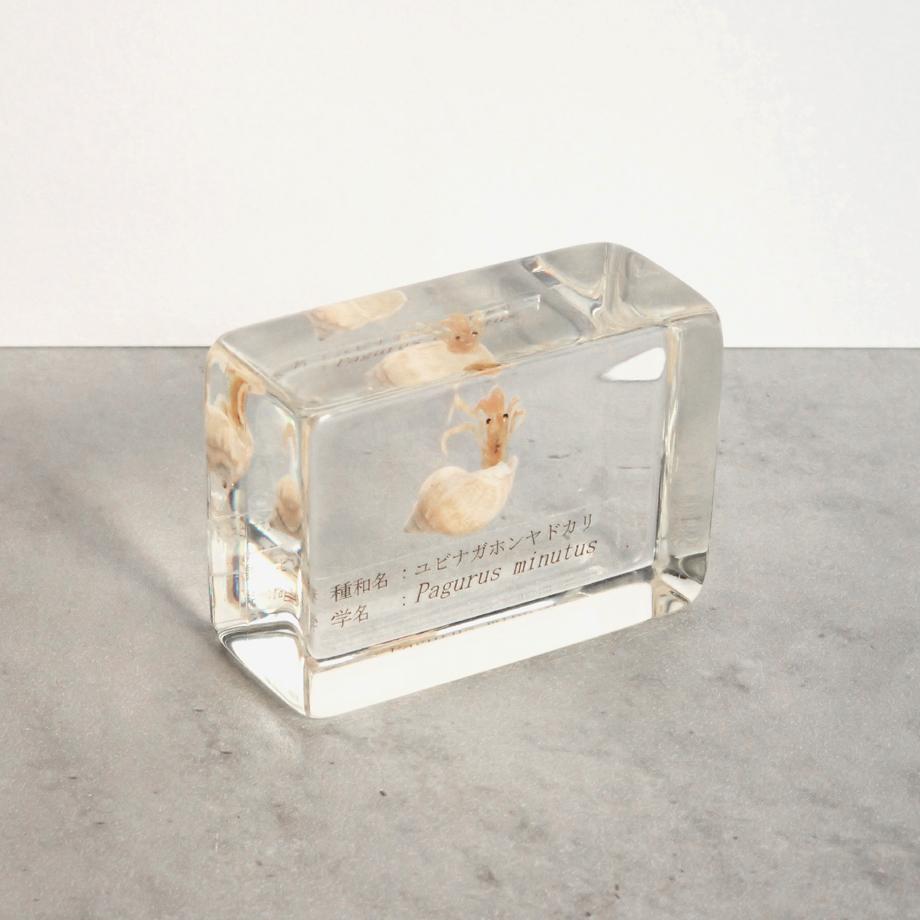 ユビナガホンヤドカリ樹脂封入標本 S (木製標本箱入り) | 11枚目