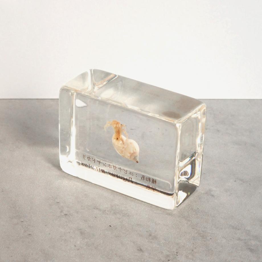 ユビナガホンヤドカリ樹脂封入標本 S (木製標本箱入り) | 12枚目