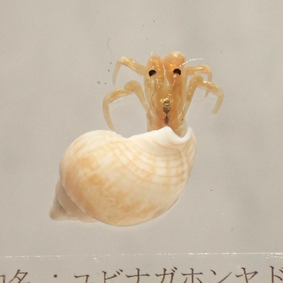 ユビナガホンヤドカリ樹脂封入標本 S (木製標本箱入り) | 13枚目