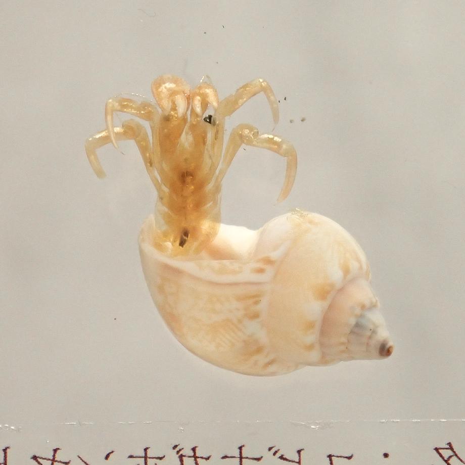 ユビナガホンヤドカリ樹脂封入標本 S (木製標本箱入り) | 14枚目