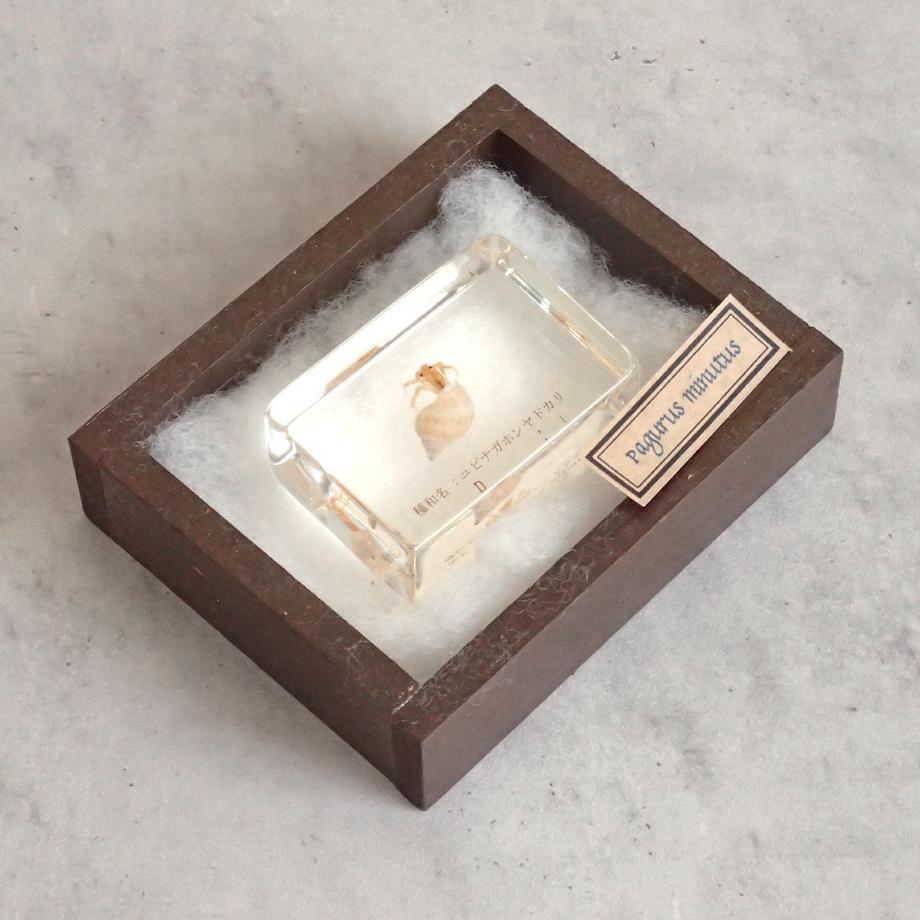 ユビナガホンヤドカリ樹脂封入標本 S (木製標本箱入り) | 15枚目