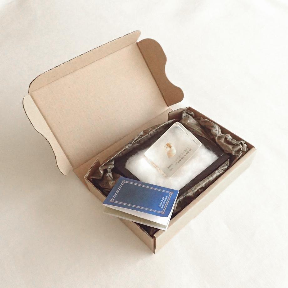 ユビナガホンヤドカリ樹脂封入標本 S (木製標本箱入り) | 16枚目