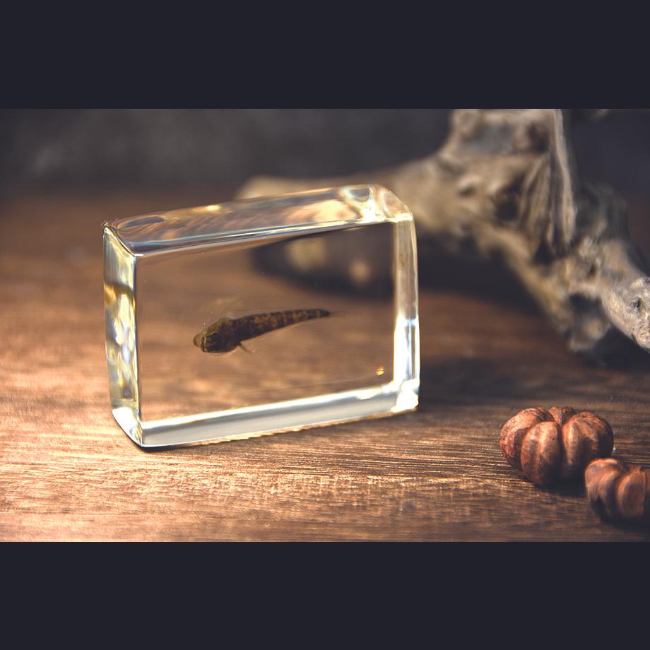 ハゼ科の一種樹脂封入標本 S (木製標本箱入り) | 14枚目