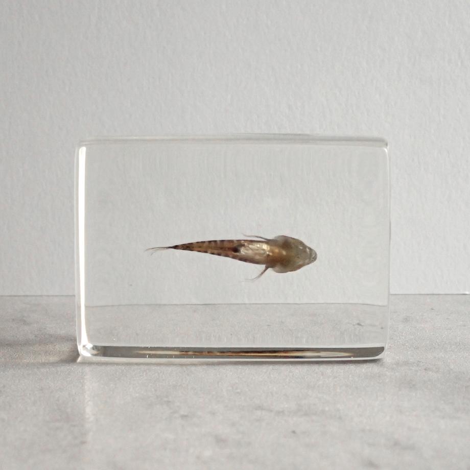 ハゼ科の一種樹脂封入標本 S (木製標本箱入り) | 2枚目