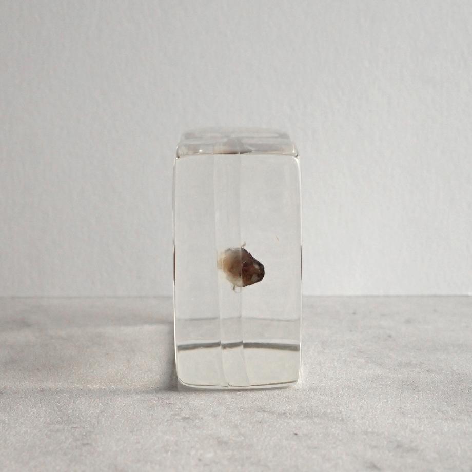 ハゼ科の一種樹脂封入標本 S (木製標本箱入り) | 3枚目