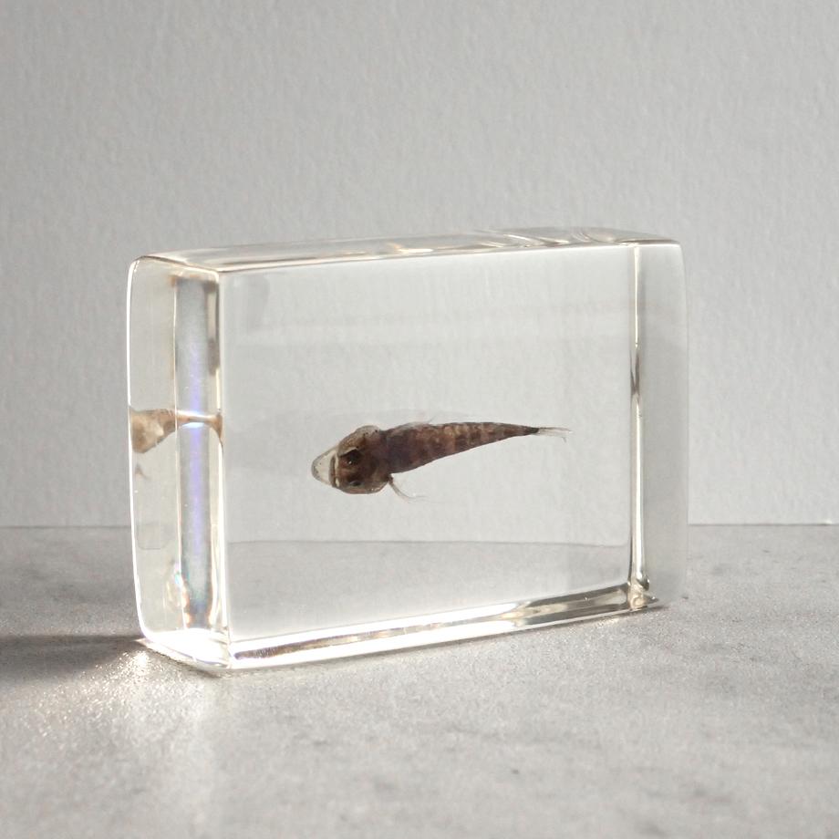 ハゼ科の一種樹脂封入標本 S (木製標本箱入り) | 4枚目