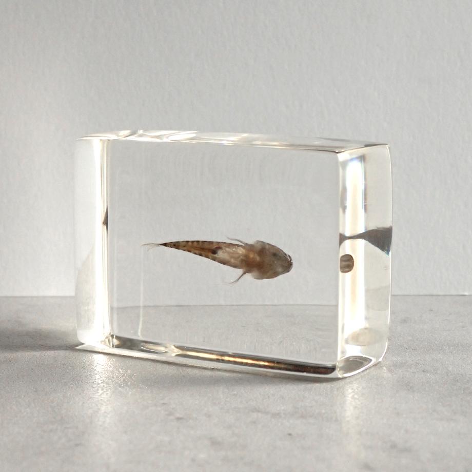 ハゼ科の一種樹脂封入標本 S (木製標本箱入り) | 5枚目