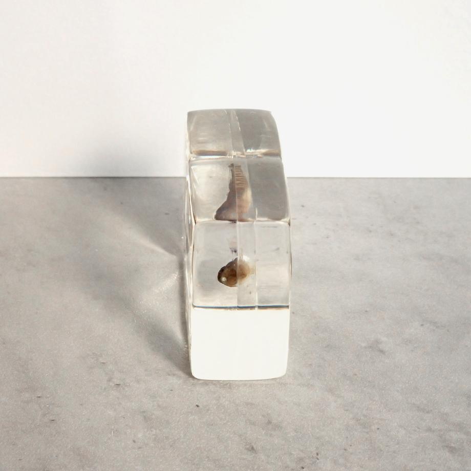 ハゼ科の一種樹脂封入標本 S (木製標本箱入り) | 6枚目