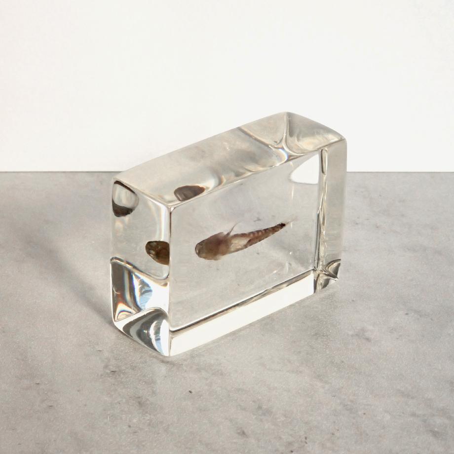 ハゼ科の一種樹脂封入標本 S (木製標本箱入り) | 7枚目