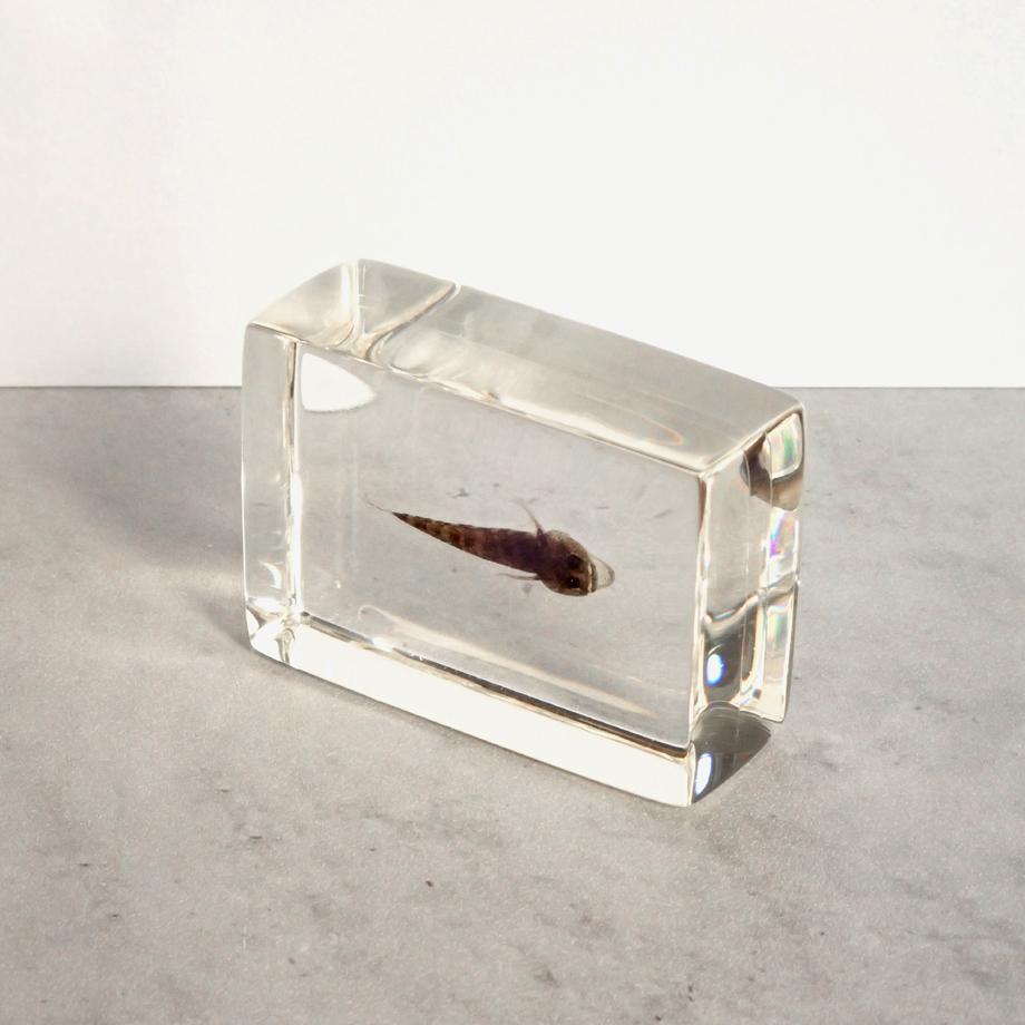 ハゼ科の一種樹脂封入標本 S (木製標本箱入り) | 8枚目