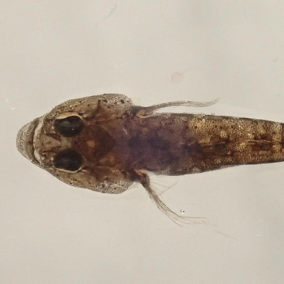 ハゼ科の一種樹脂封入標本 S (木製標本箱入り) | 9枚目