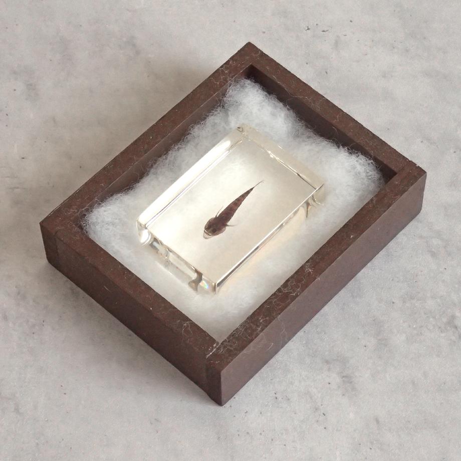 ハゼ科の一種樹脂封入標本 S (木製標本箱入り) | 11枚目