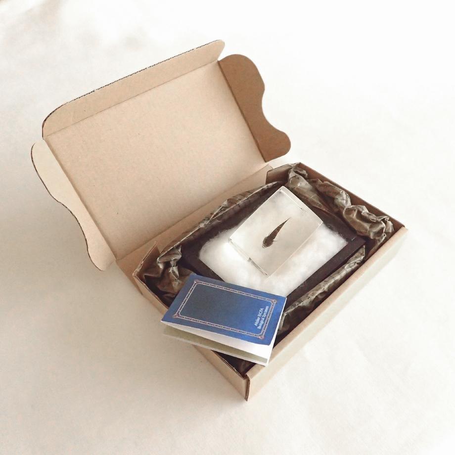 ハゼ科の一種樹脂封入標本 S (木製標本箱入り) | 12枚目