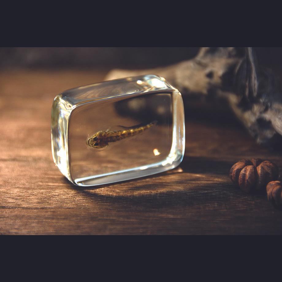 ハゼ科の一種樹脂封入標本 S (木製標本箱入り) | 18枚目