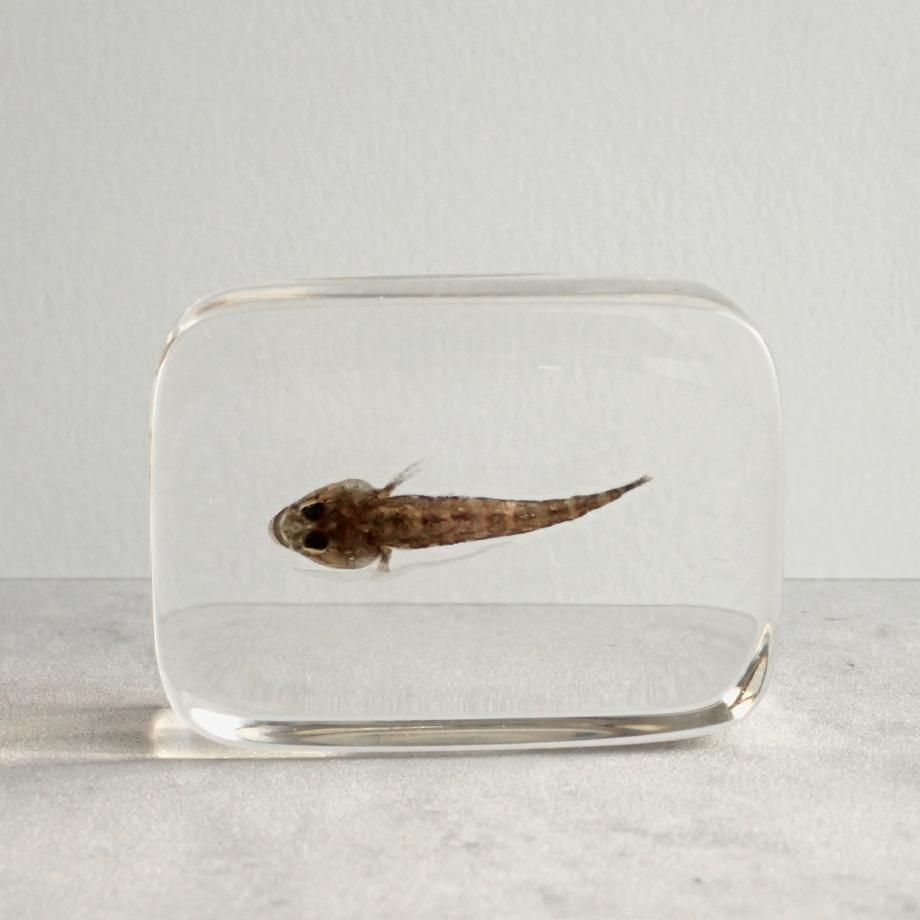 ハゼ科の一種樹脂封入標本 S (木製標本箱入り) | 5枚目