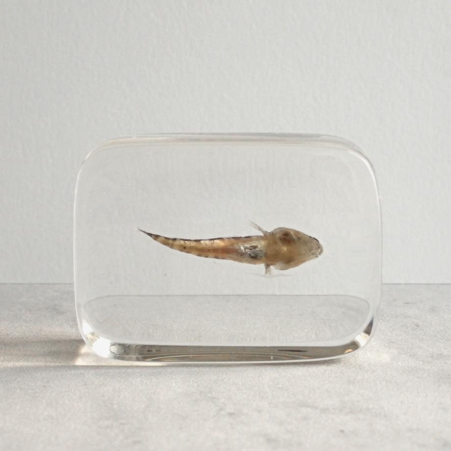 ハゼ科の一種樹脂封入標本 S (木製標本箱入り) | 6枚目
