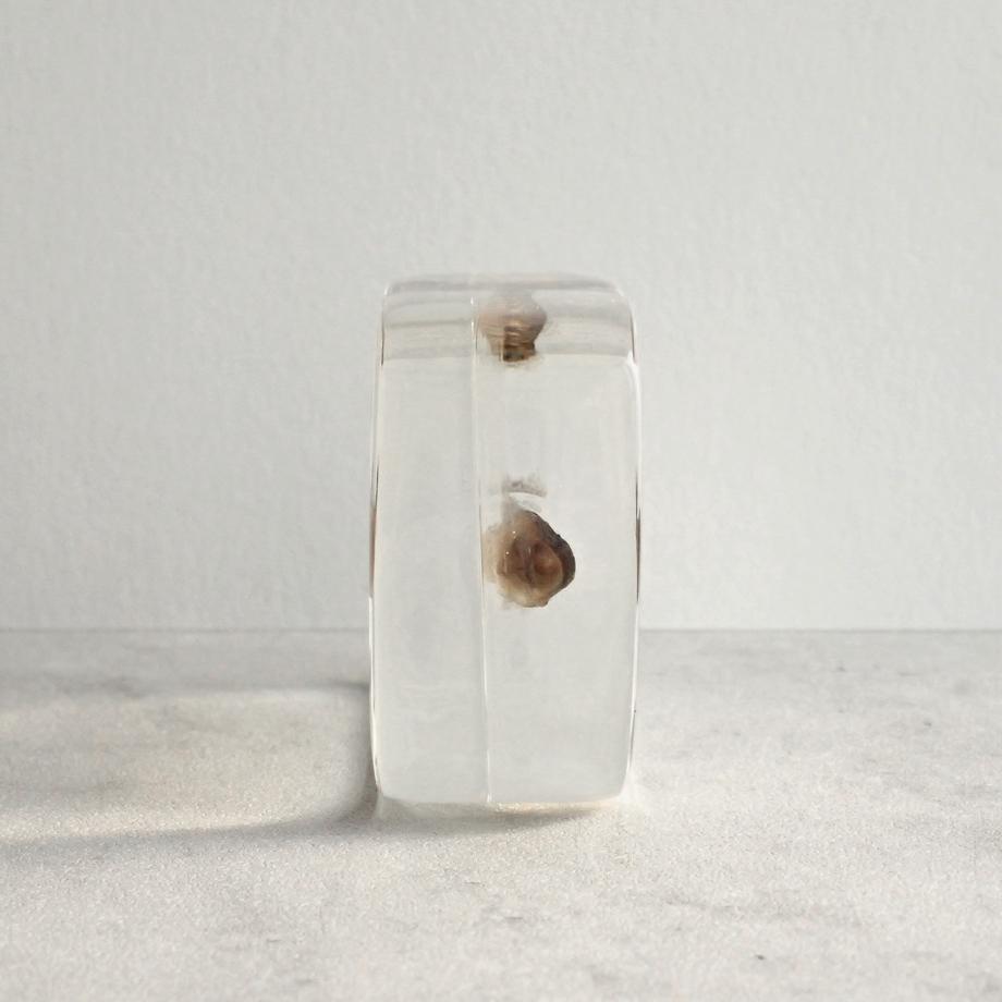 ハゼ科の一種樹脂封入標本 S (木製標本箱入り) | 7枚目