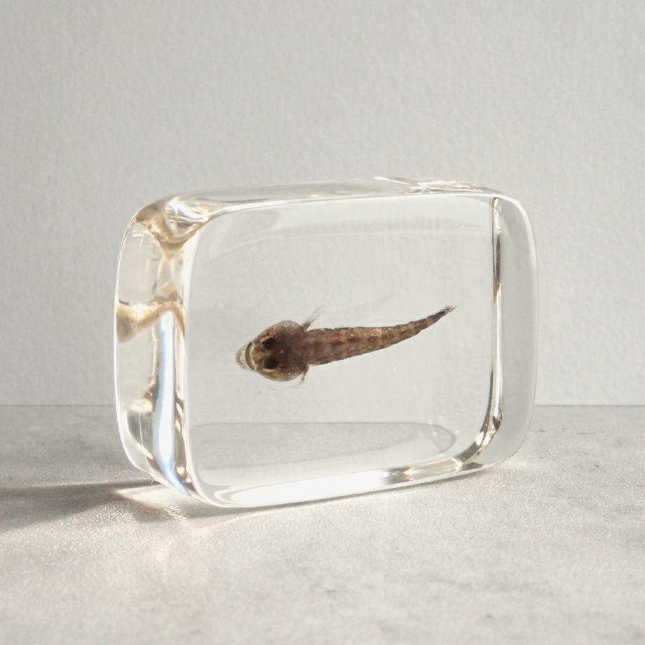 ハゼ科の一種樹脂封入標本 S (木製標本箱入り) | 8枚目