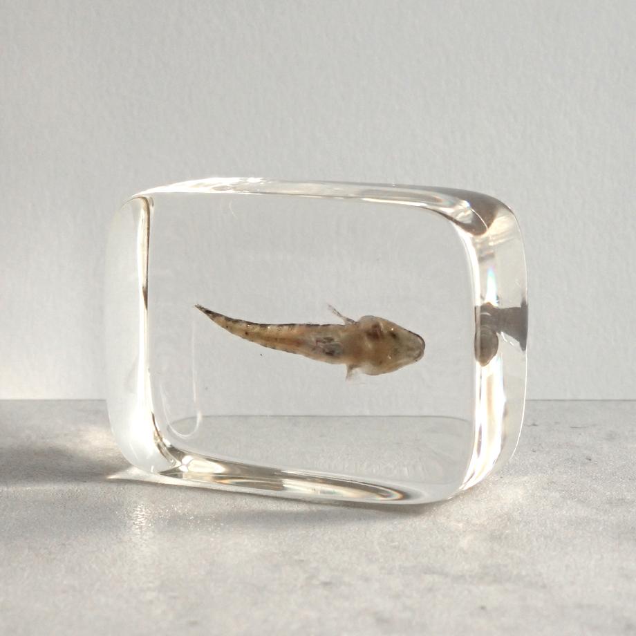 ハゼ科の一種樹脂封入標本 S (木製標本箱入り) | 9枚目