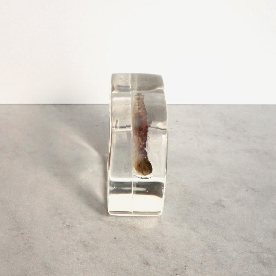 ハゼ科の一種樹脂封入標本 S (木製標本箱入り) | 10枚目