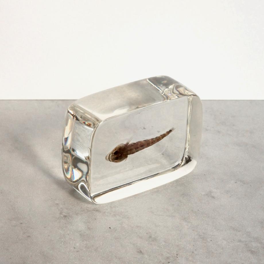 ハゼ科の一種樹脂封入標本 S (木製標本箱入り) | 11枚目