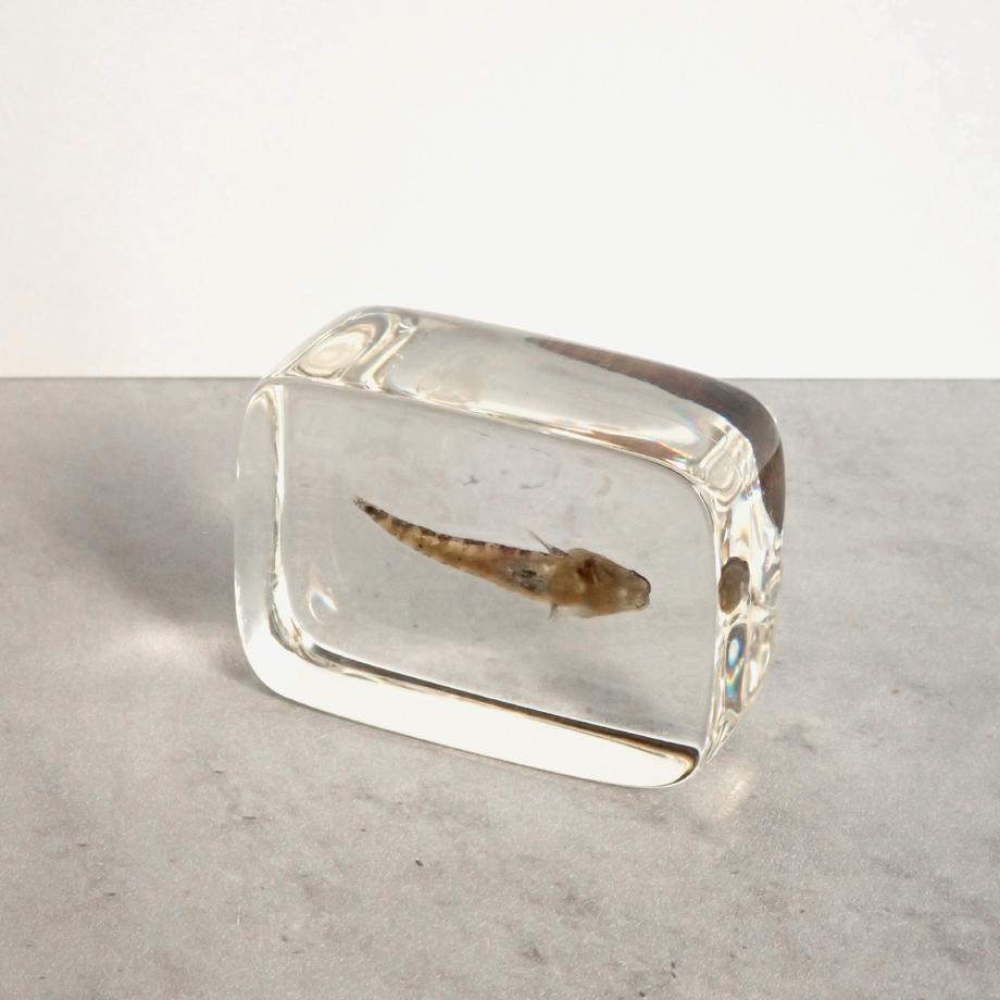 ハゼ科の一種樹脂封入標本 S (木製標本箱入り) | 12枚目